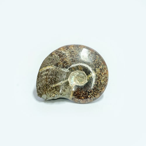 Polished ammonite from Madagascar