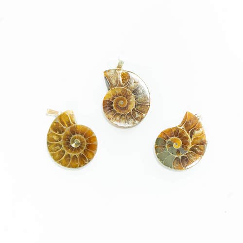 Fossil ammonite pendant with silver hook