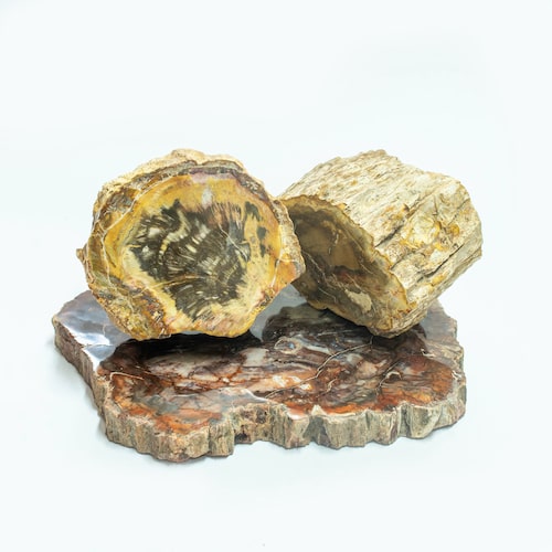 Fossilized wood plates
